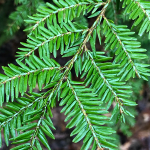 Eastern hemlock fir tree leaves