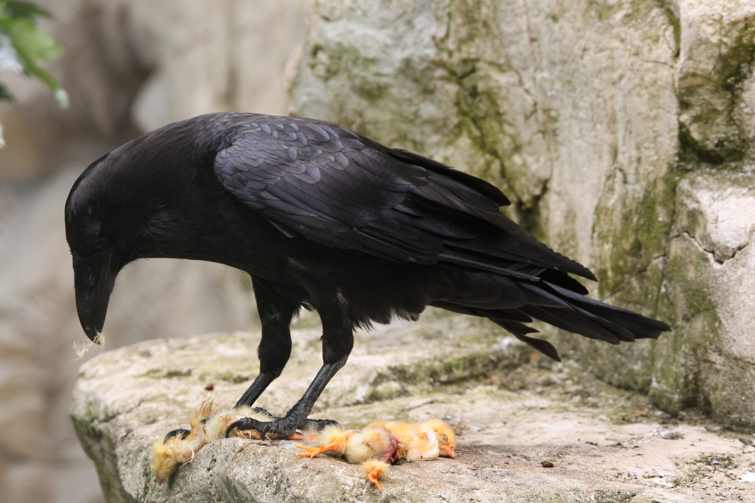 Common raven (Corvus corax) eating dead chicken. Wild life animal.