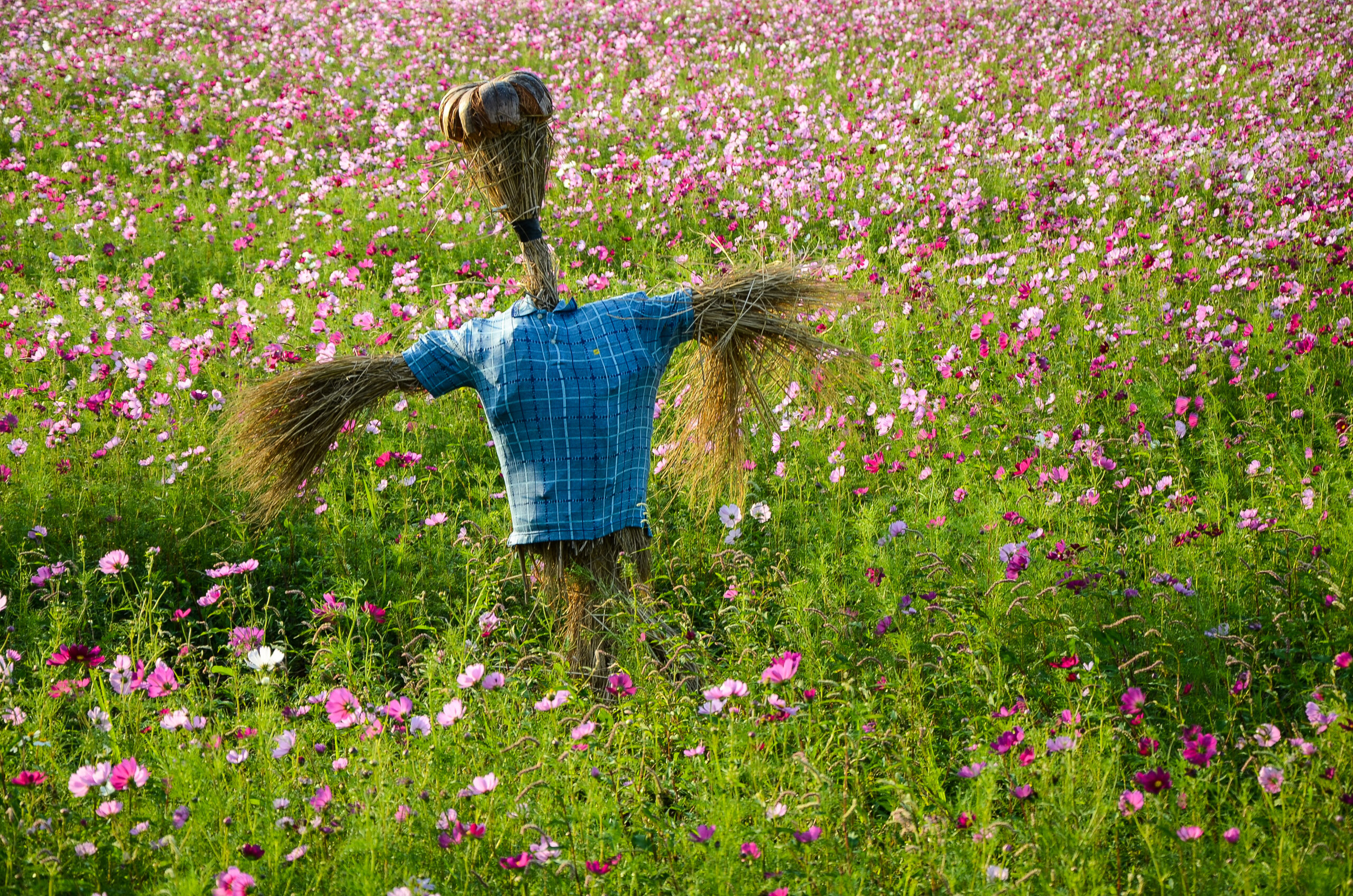 agriculture,autumn,background,beautiful,beauty,bloom,blooming,blossom,bright,closeup,color,colorful,cosmos,countryside,decorative,detail,environment,farm,field,flora,garden,grass,green,guard,happy,isolated,landscape,leaf,meadow,natural,nature,outdoor,park,people,pink,plant,pretty,protection,rice,rural,scarecrow,silhouette,spring,strawman,summer,wild,young