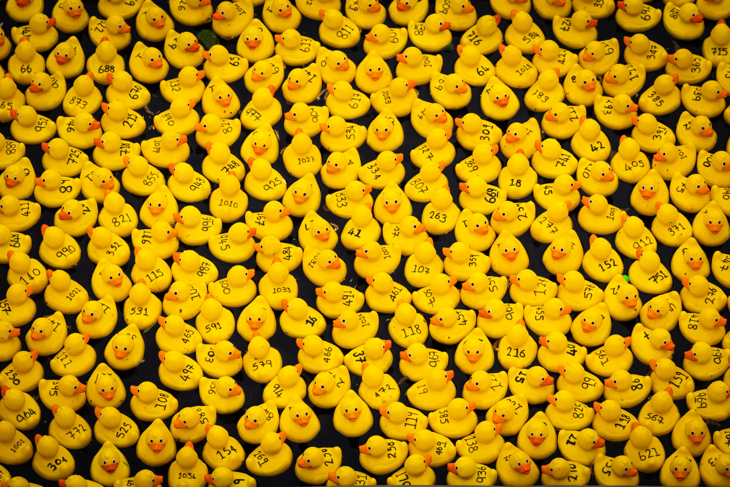 rubber duckies race