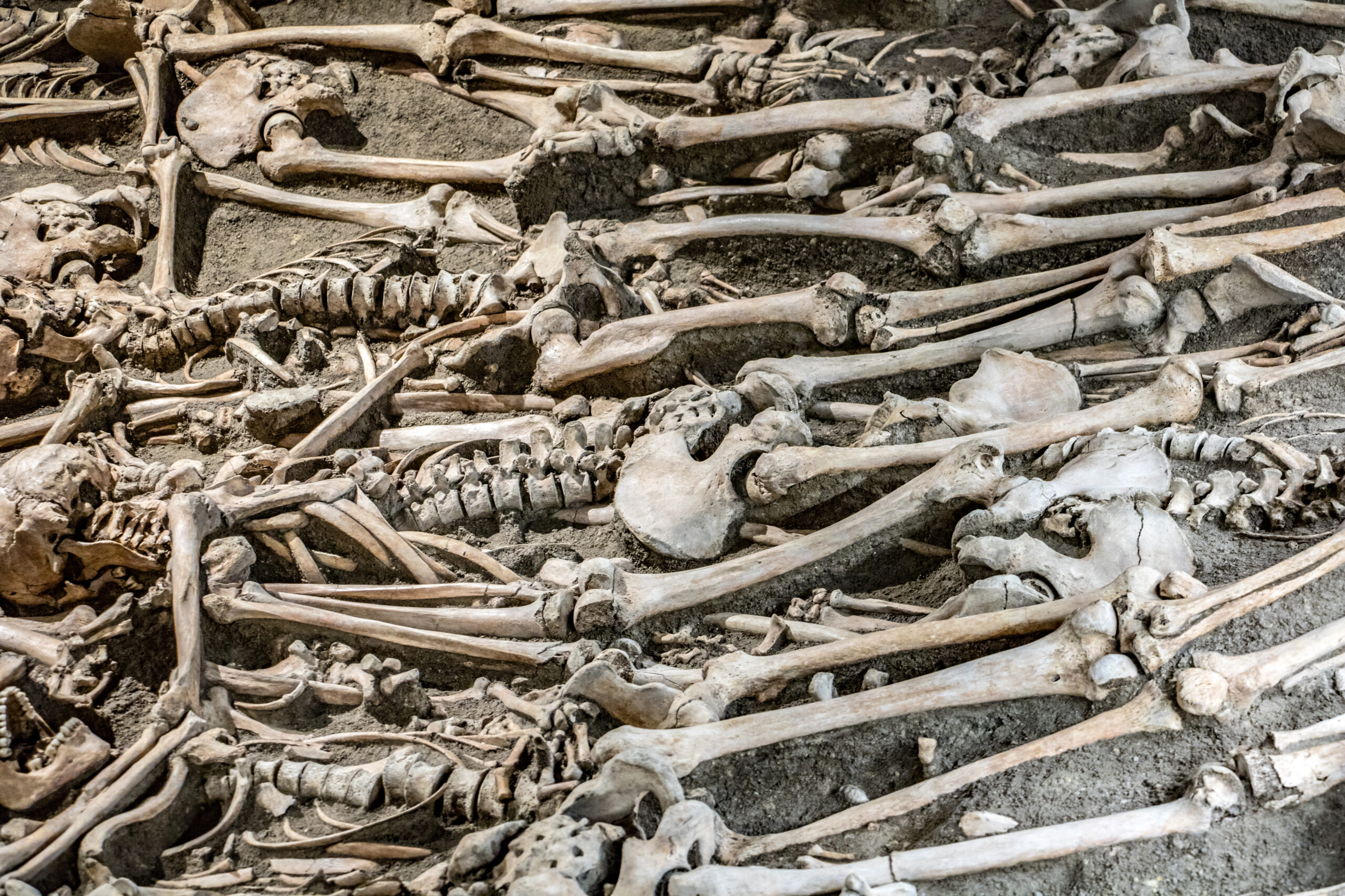 Many skeletons in an open grave. Human bones in the mass grave. Archaeological research with victims on a medieval battlefield.